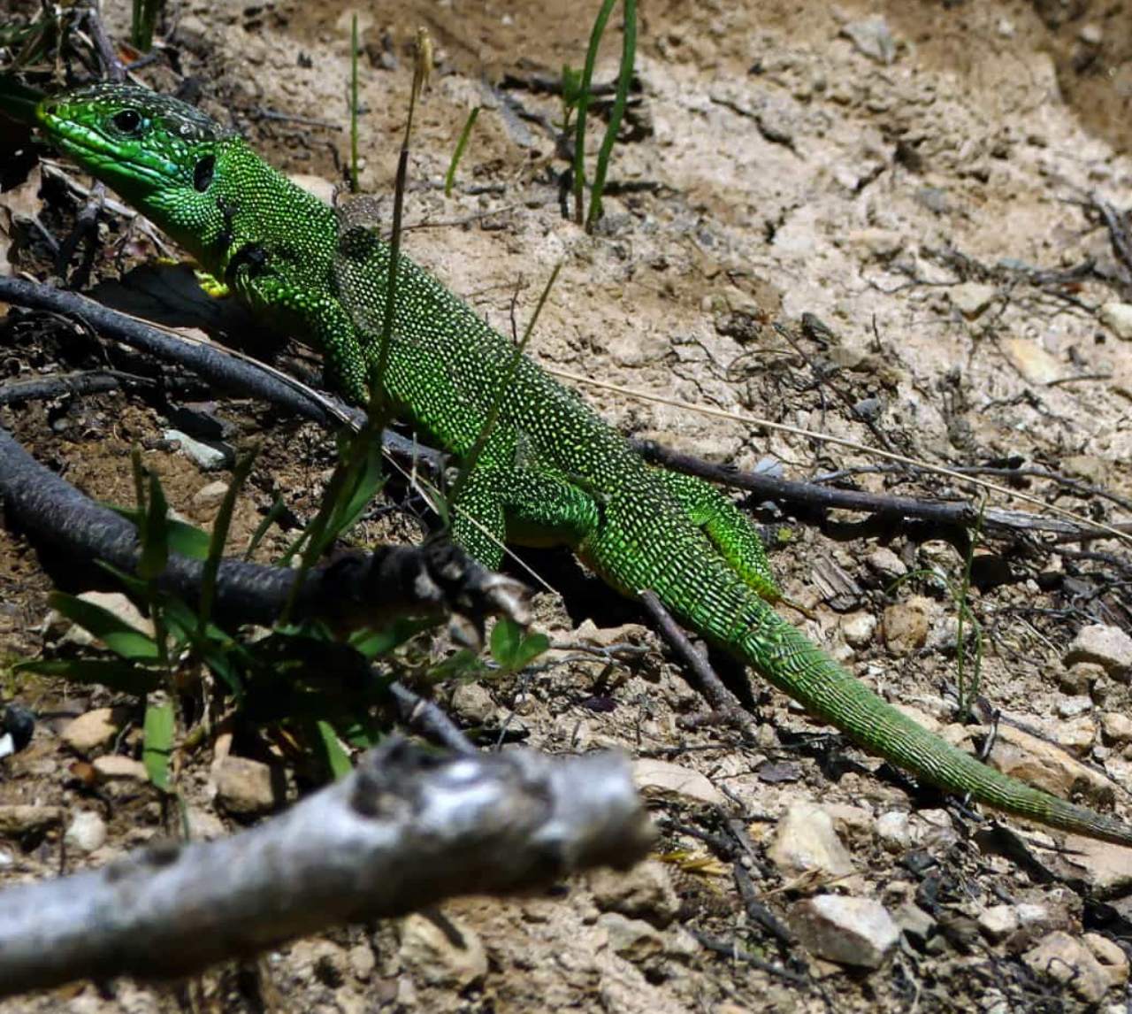 Lacerta bilineata sull''appennino settentrionale